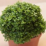 Мурайя сорта Dwarf Compact