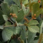 Роициссус tridentata