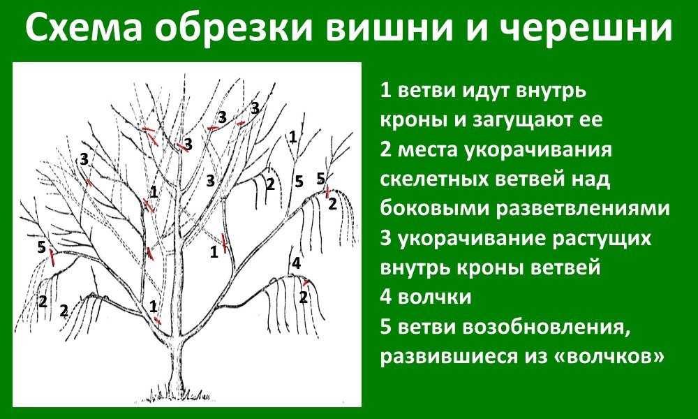 Как ухаживать за датурой. Особенности выращивания датури Как сделать поделки из овощей в школу своими руками?