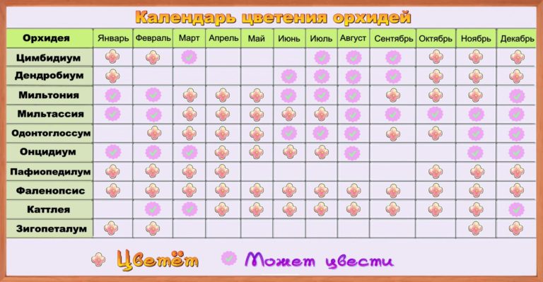 Когда пересаживать орхидею по лунному календарю 2018 Когда пересаживать орхидею по лунному календарю 2018