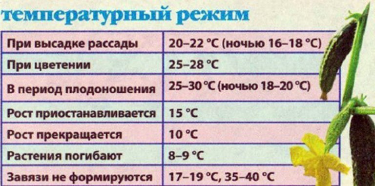 Как влияет температурный режим при выращивании зеленого лука тревожься Физически