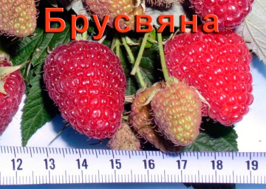 малина брусвяна описание сорта фото онлайн малина брусвяна описание сорта фото