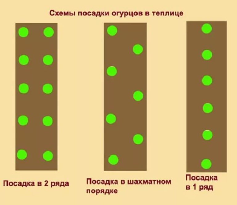 На какое расстояние сажать огурцы в теплице 58