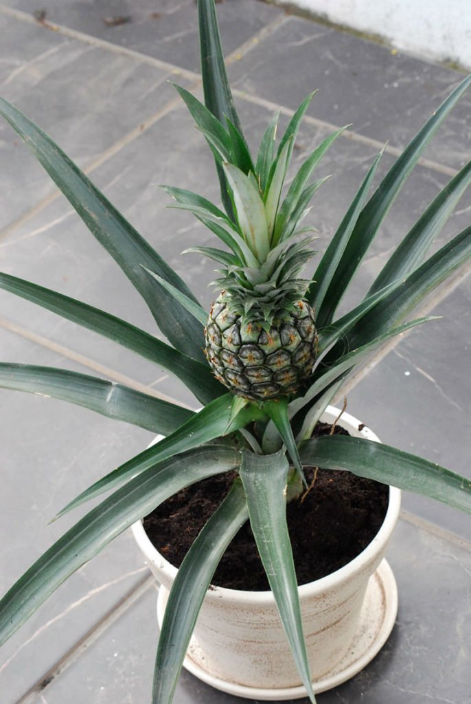 Комнатный ананас - посадка уход особенности цветок фото видео