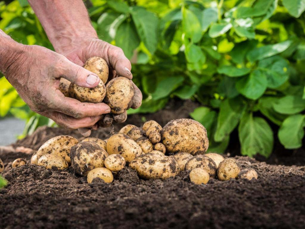 Лучшие сорта картофеля для выращивания в Северо-Западном регионе России - Дачная помощь