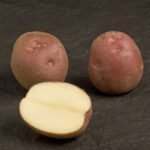Леди Розетта