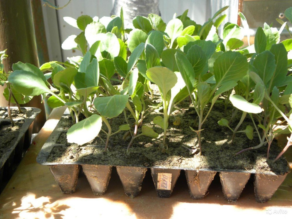 Как посадить раннюю капусту в открытый грунт, правильная посадка рассады