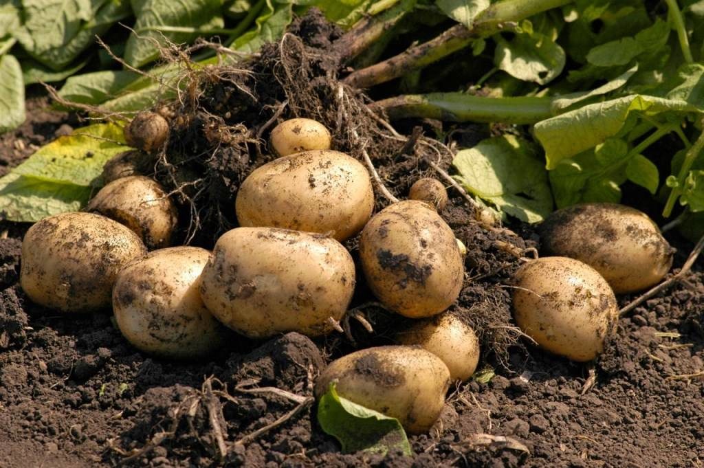 Монофосфат калия применение для внекорневой подкормки картофеля