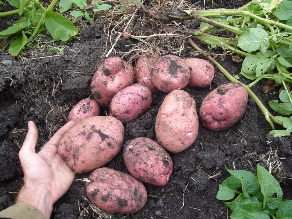 урожай картофеля Родриго