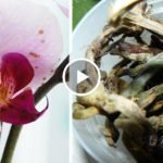 гнилые корни и пятна на цветках орхидеи