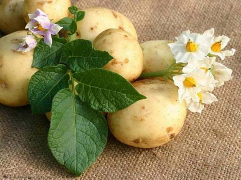 Как размножается картофель, особенности размножения ростками, семенами,глазками и другими способами