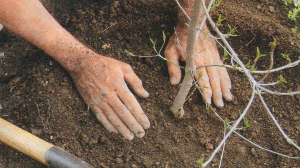 как правильно посадить садовые деревья