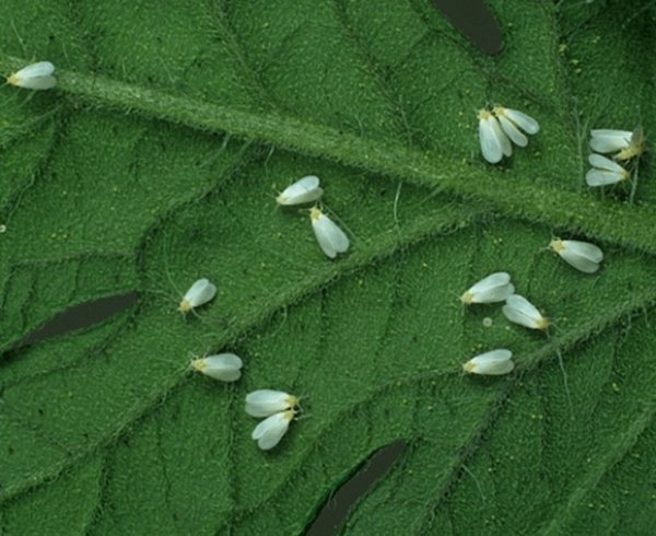 Белокрылки на листе