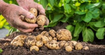 Богатый урожай картофеля