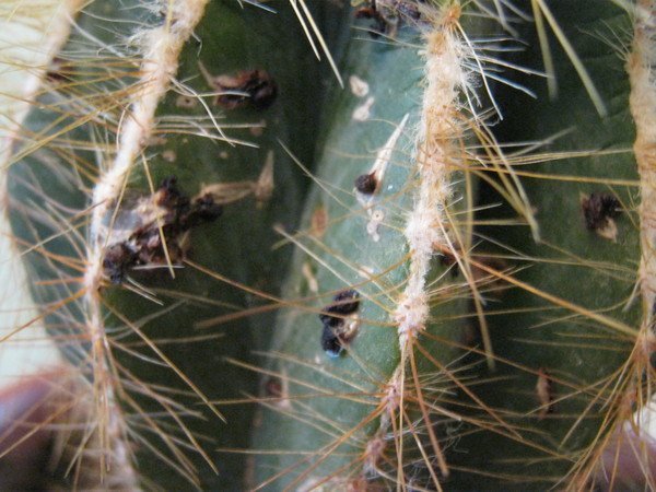 chernaya gnil na kaktuse
