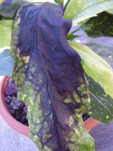 Чёрные пятна на листьях аукубы