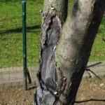 Черная креветка на стебле