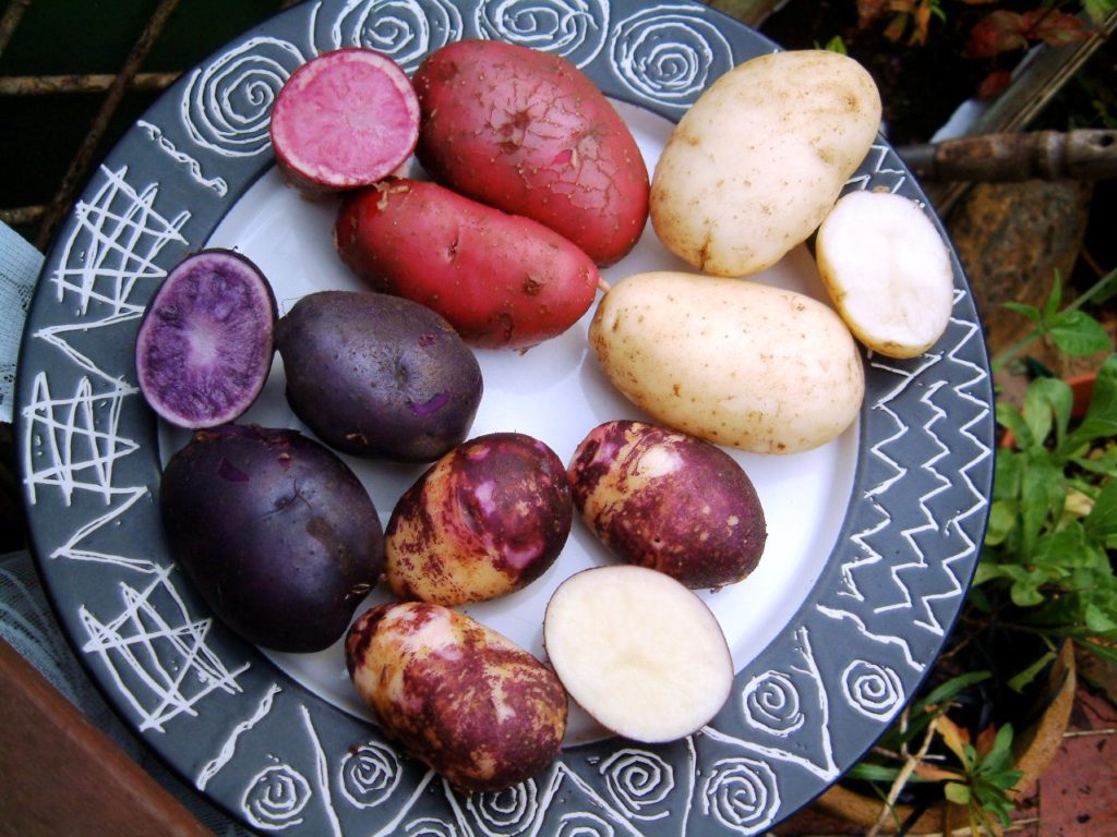 Цветной картофель