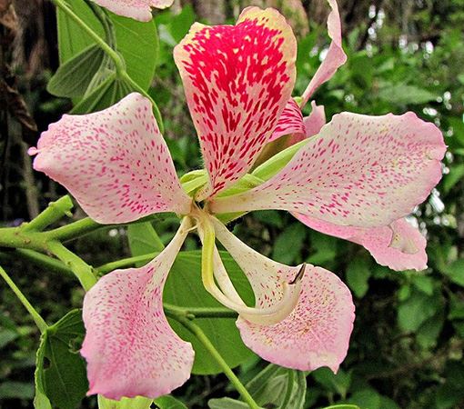 Цветок баухинии