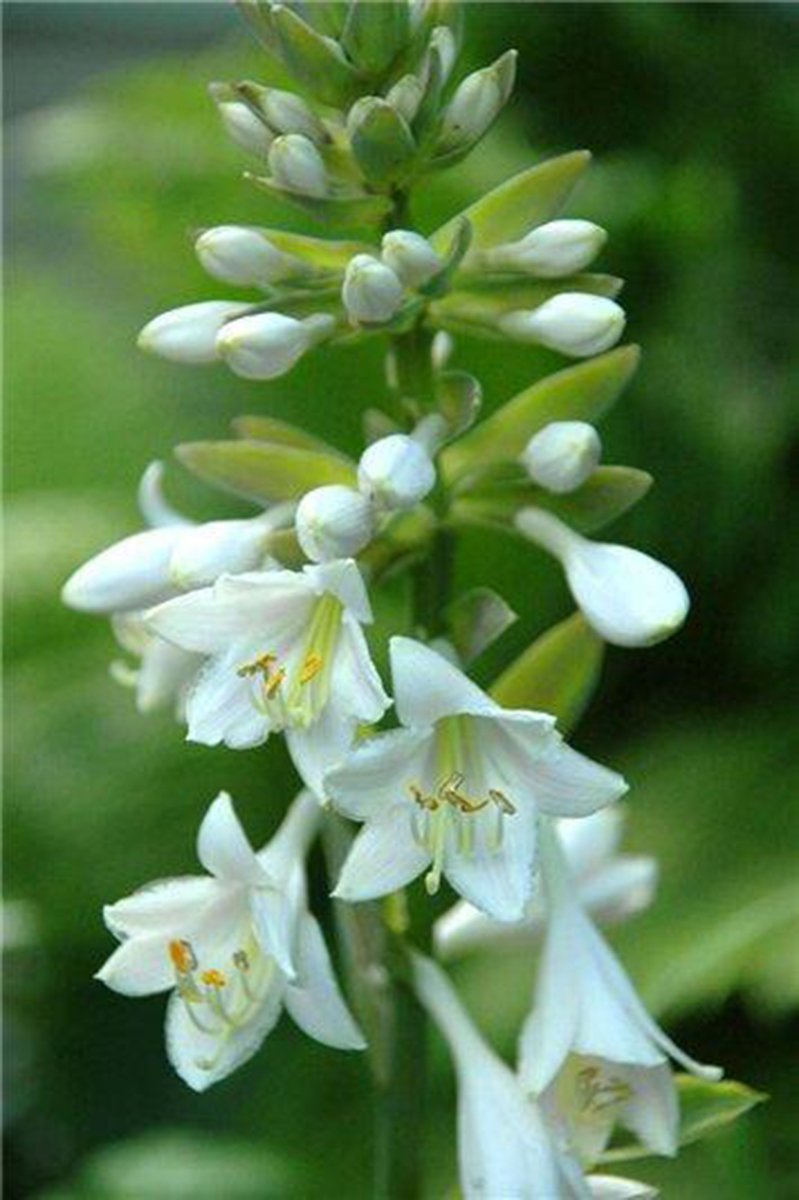 Белые цветки дримиопсиса