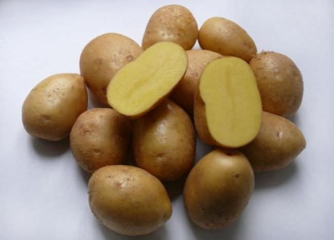 Сорт картофеля Джелли