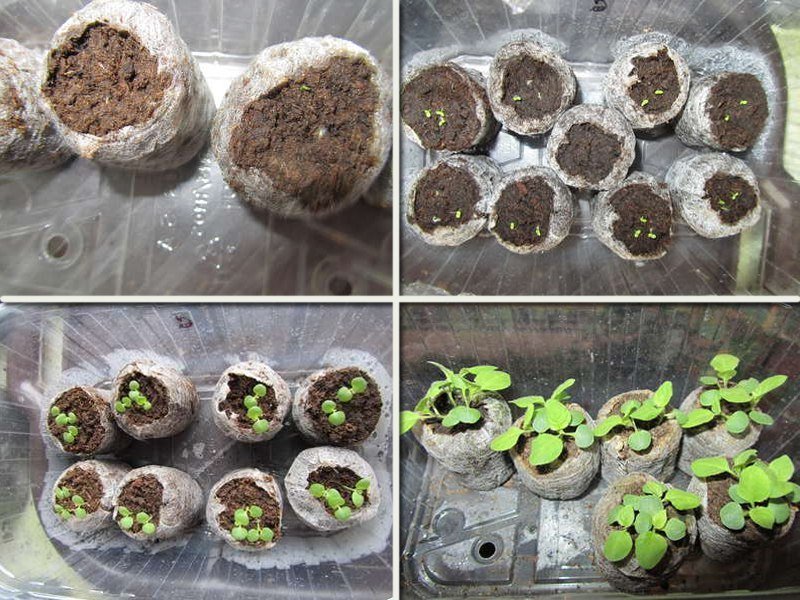 Этапы выращивания броваллии из семян