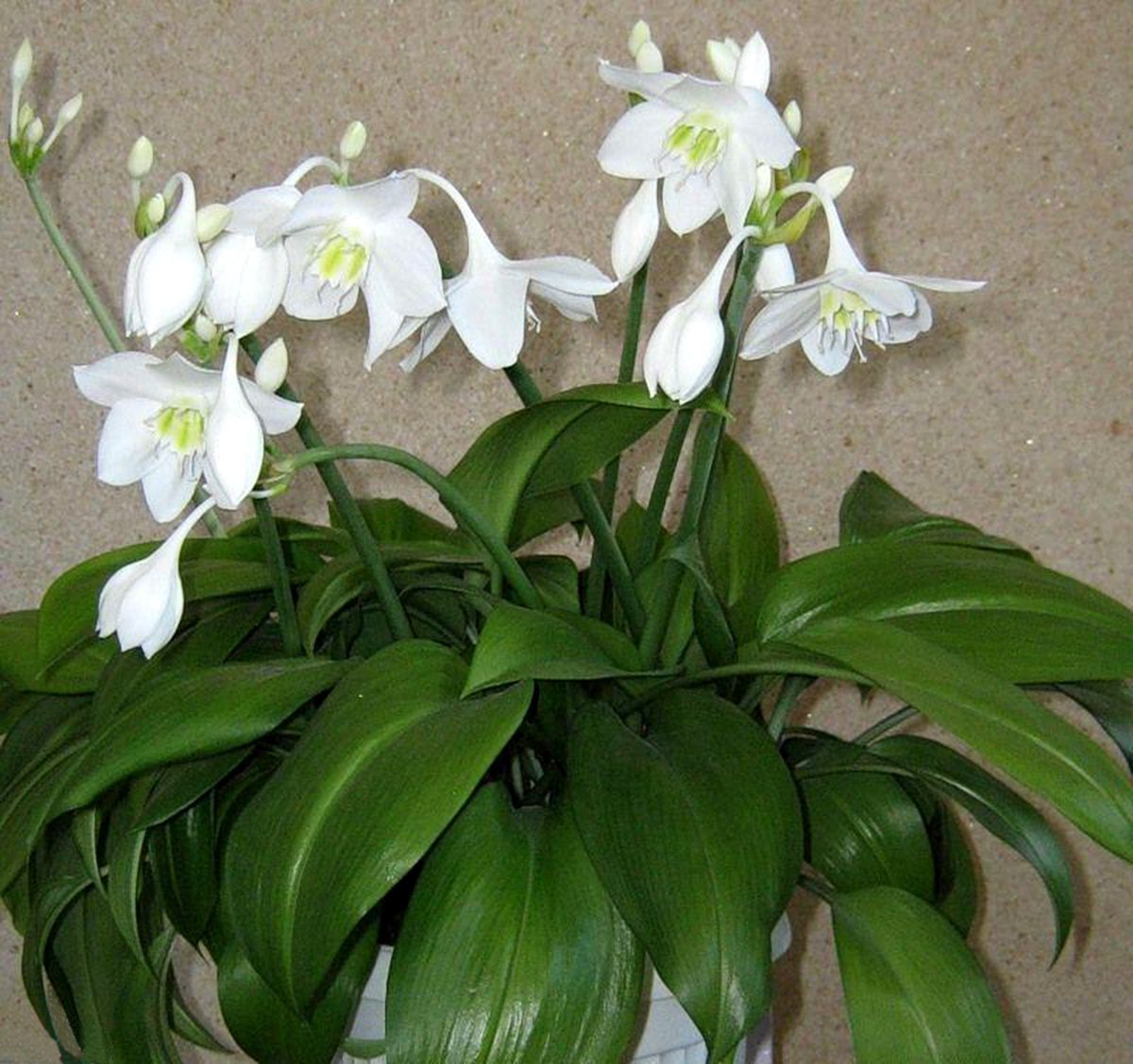 Белый цветок домашний название. Эухарис Амазонская Лилия. Эухарис грандифлора. Спатифиллум эухарис. Лилия (Амазонская Лилия эухарис).