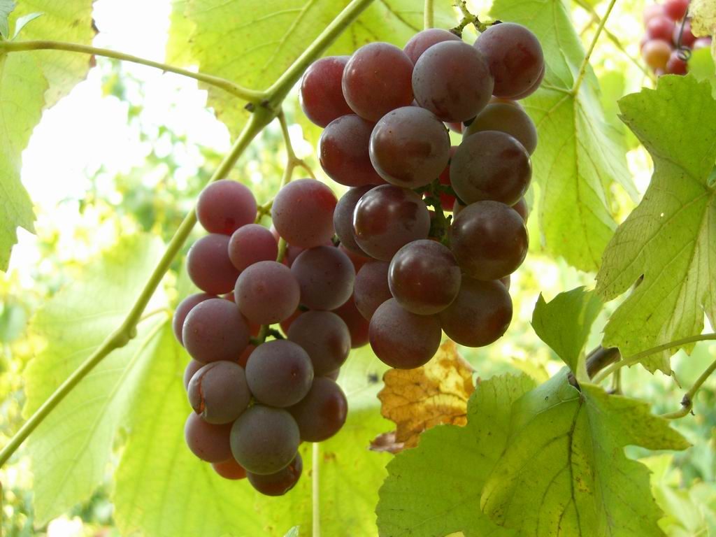 Грозди винограда Лидия