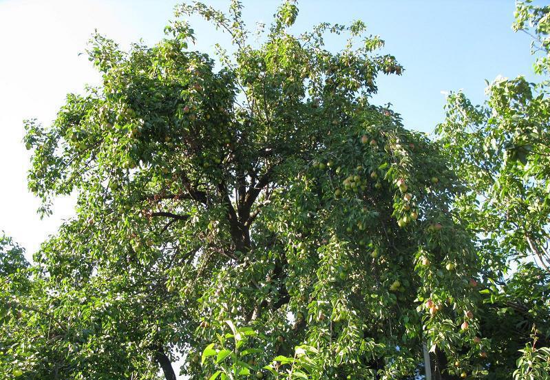 Грушевое дерево