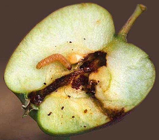 Гусеница плодожорки внутри яблока