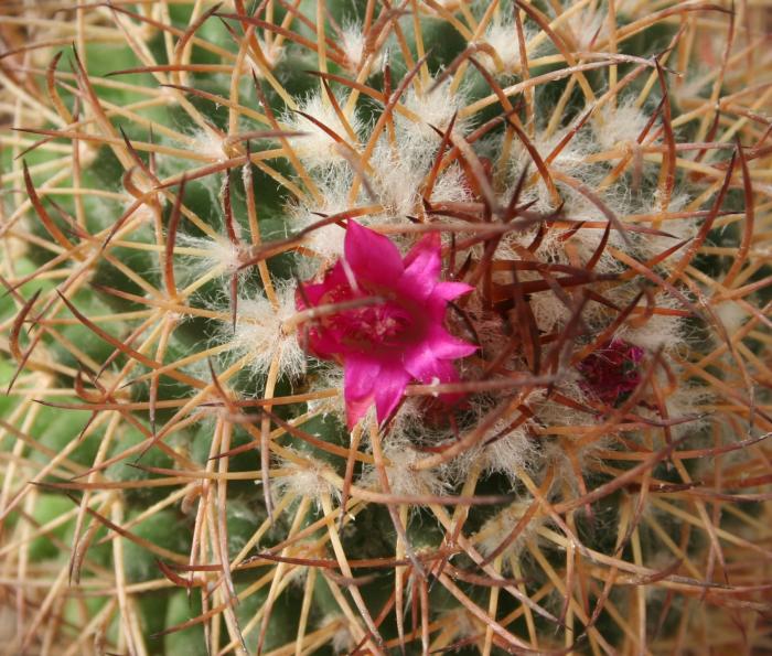 kaktus s pautinnym kleshchom