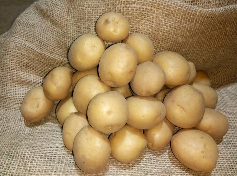 Картофельные семена коломбо семен гордый таблица