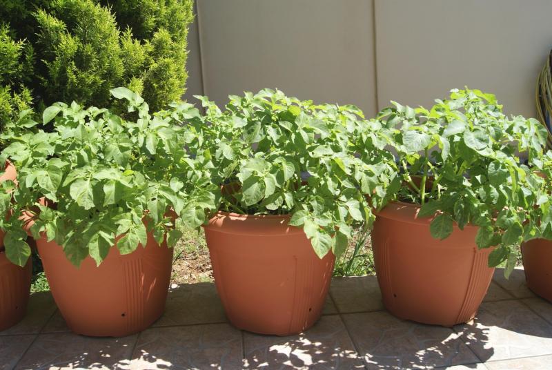 Выращивание картофеля в горшках на подоконнике