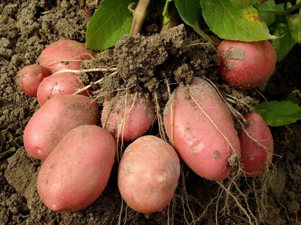 картофель розара