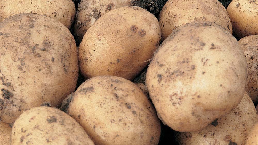 Картошка санте. Популярный картофель «Санте» : описание сорта, вкусовые качества, фото, характеристика