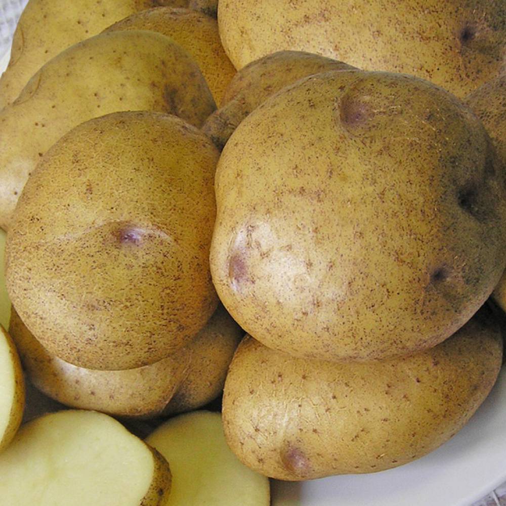 картофель синеглазка