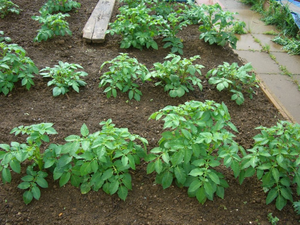 картофель в огороде