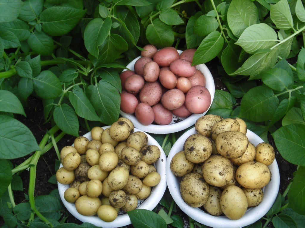 картофель в подмосковье