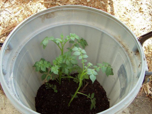 Выращивание картофеля в ведре
