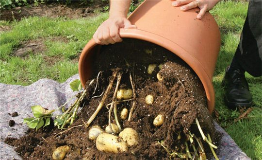 Выращивание картофеля в горшке