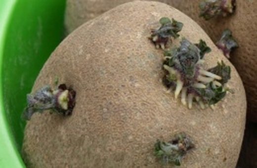 Таинственный овощ - картофель Киви - Дачная помощь