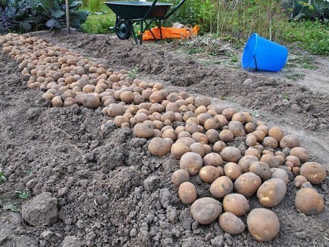 Картофель сорта Киви происхождение, описание, выращивание, видео