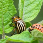 Колорадский жук и его личинка