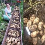 Выращивание картофеля в коробах