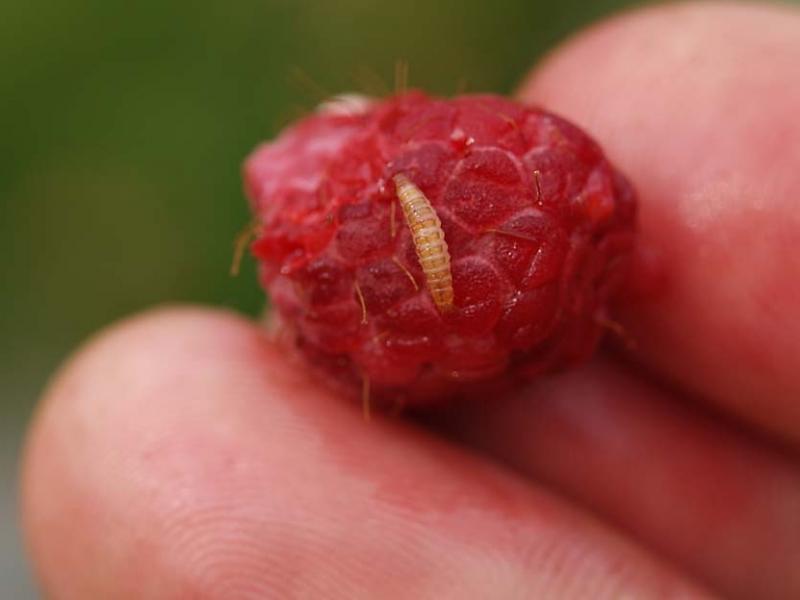 Личинка малинного жука на ягоде