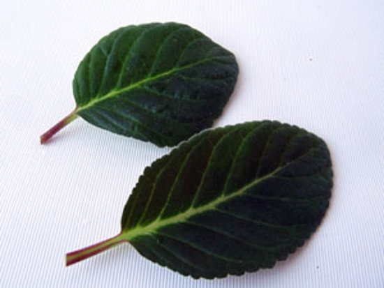 лист глоксинии
