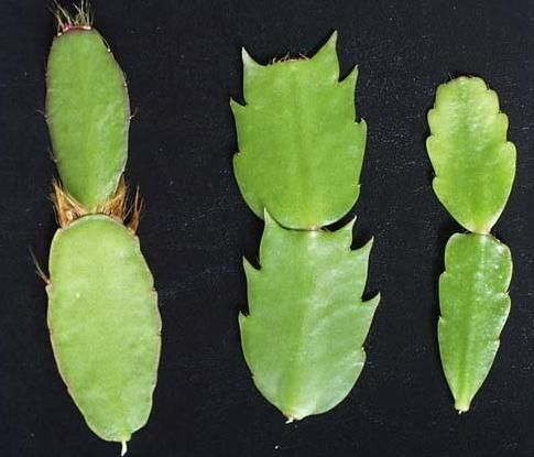 Листья рипсалидопсиса и шлюмбергеры