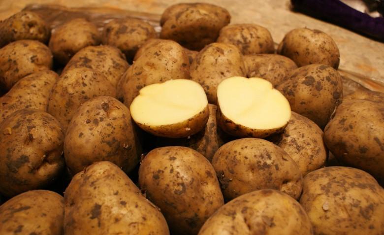 Клубни картофеля Ривьера