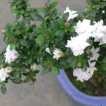 Мирт сорта Флоре Плено