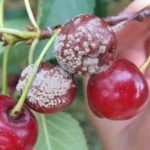 Монилиоз вишни на ягодах